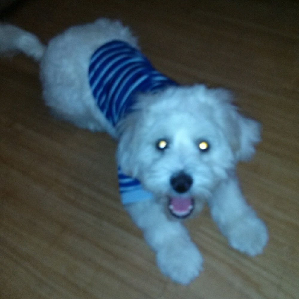 Meet your Posher, Capri